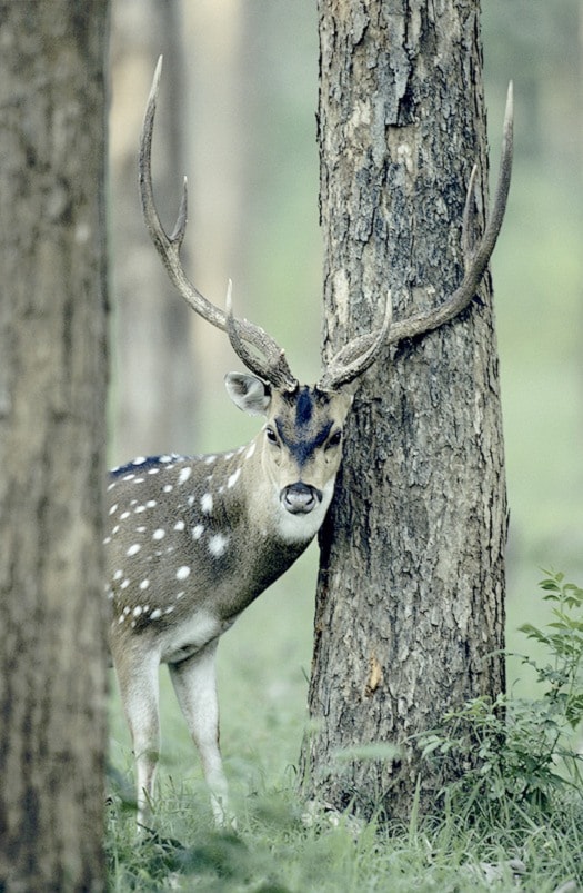Chital (Axis axis) standing between trees, watching, Bandipur, India