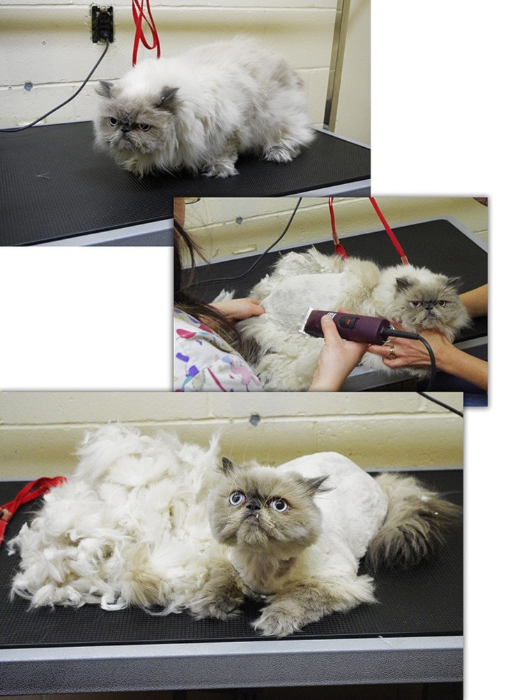 50907traildailytimestdtcatgrooming01-16-15