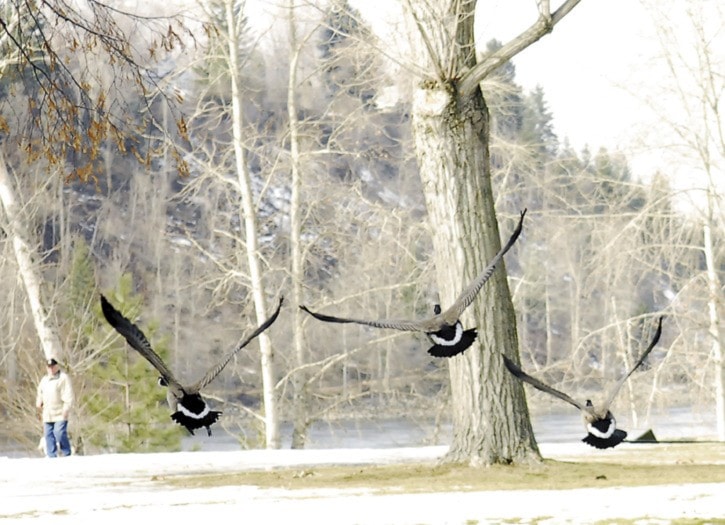 91535traildailytimesGyroParkTrailgeese02-16-12