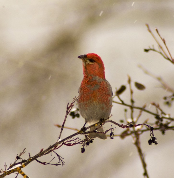 96659traildailytimesFruitvalemalepinegrosbeak02-28-12