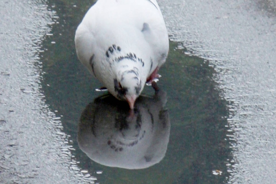 web1_170502-TDT-M-Pigeon