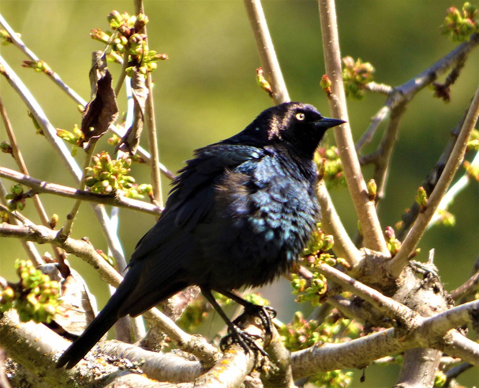 web1_170503-TDT-bird