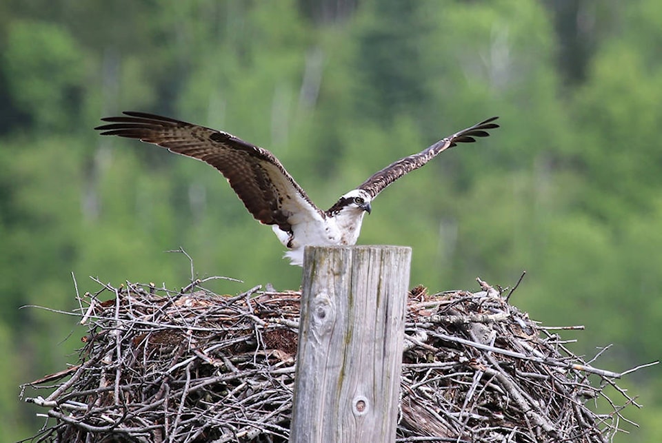 web1_170510-TDT-Osprey