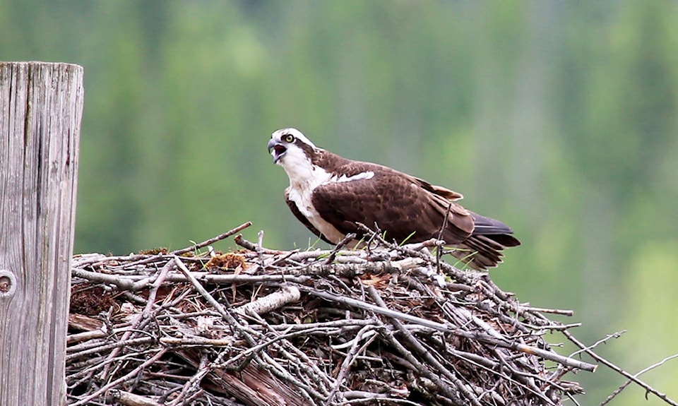 web1_170519-TDT-osprey2