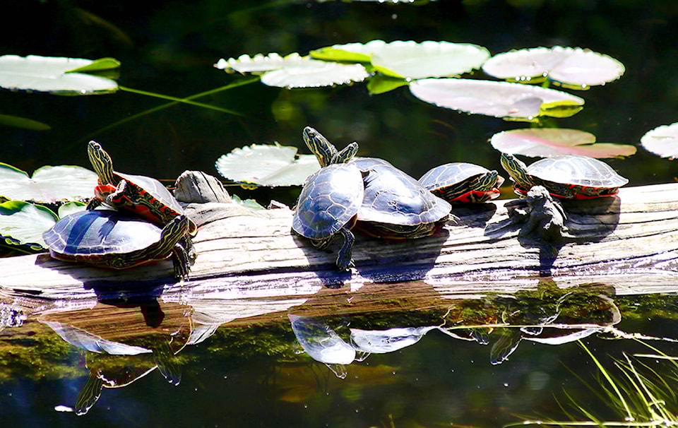 web1_170523-TDT-turtles