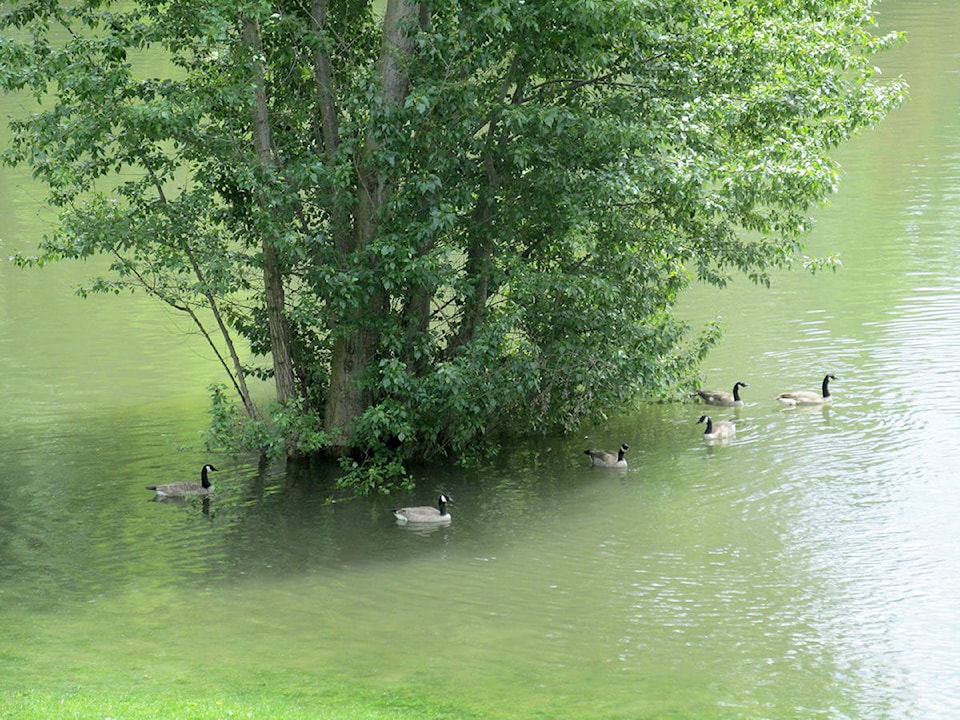 web1_170602-TDT-Ducks-Sunningdale