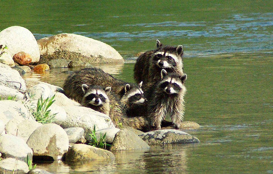 8021289_web1_170807-TDT-racoons