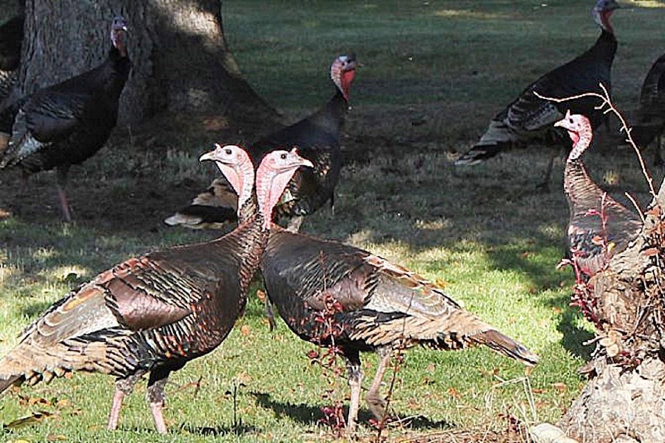 8768904_web1_171003-TDT-M-171004-TDT-turkeys