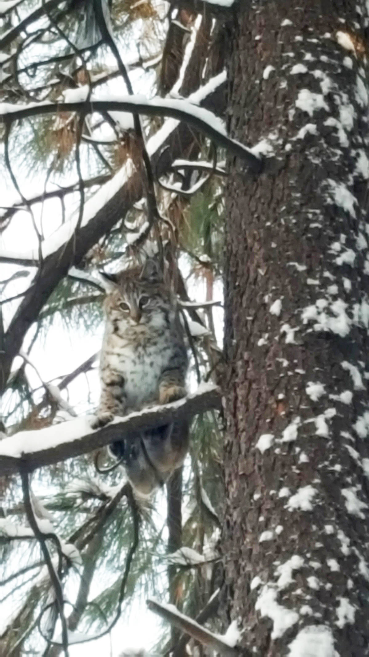 10039628_web1_180103-TDT-MBobcat-for-print2