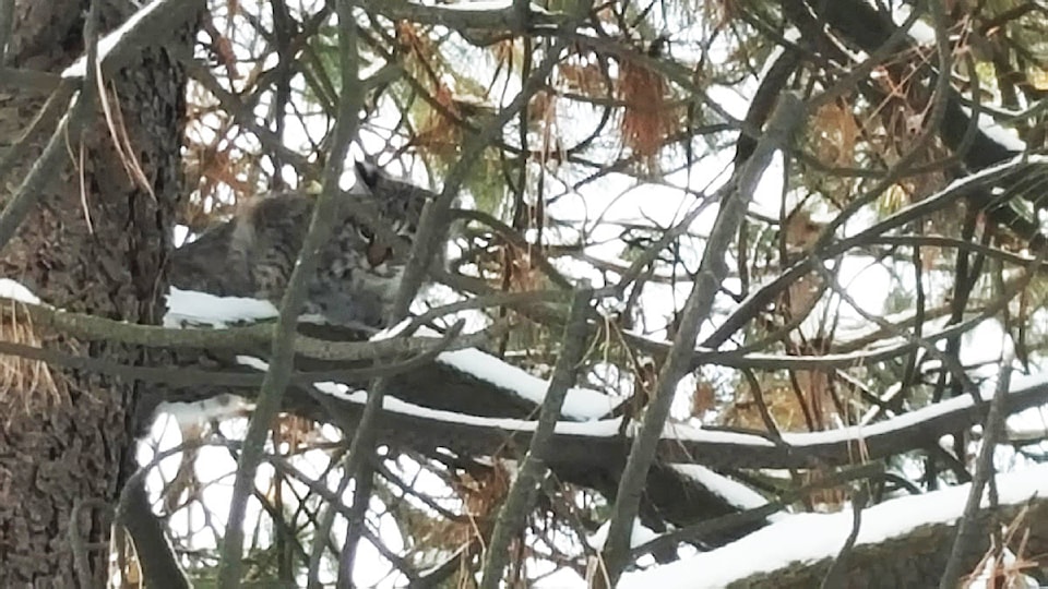 10039628_web1_180103-TDT-MBobcat1-for-print