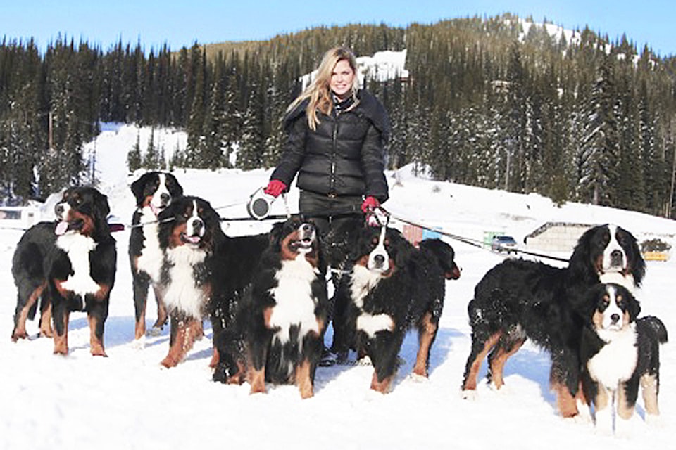 10111215_web1_Sophie-Monk-with-Bernese-Mountain-Dogs---SilverStar-Mountain-Resort