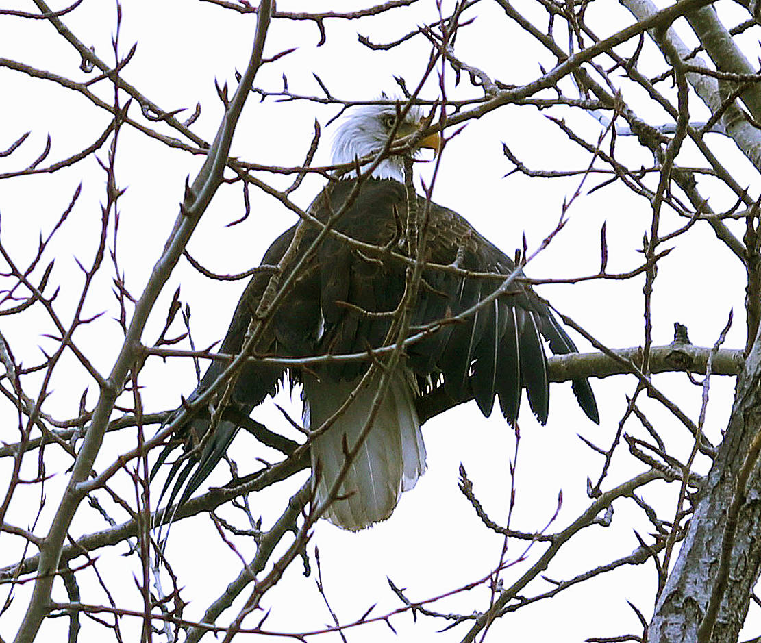 11087330_web1_180315-TDT-Eagle