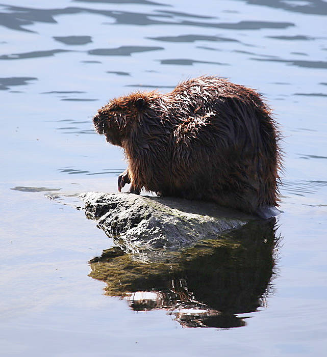 11087330_web1_180321-TDT-beaver2