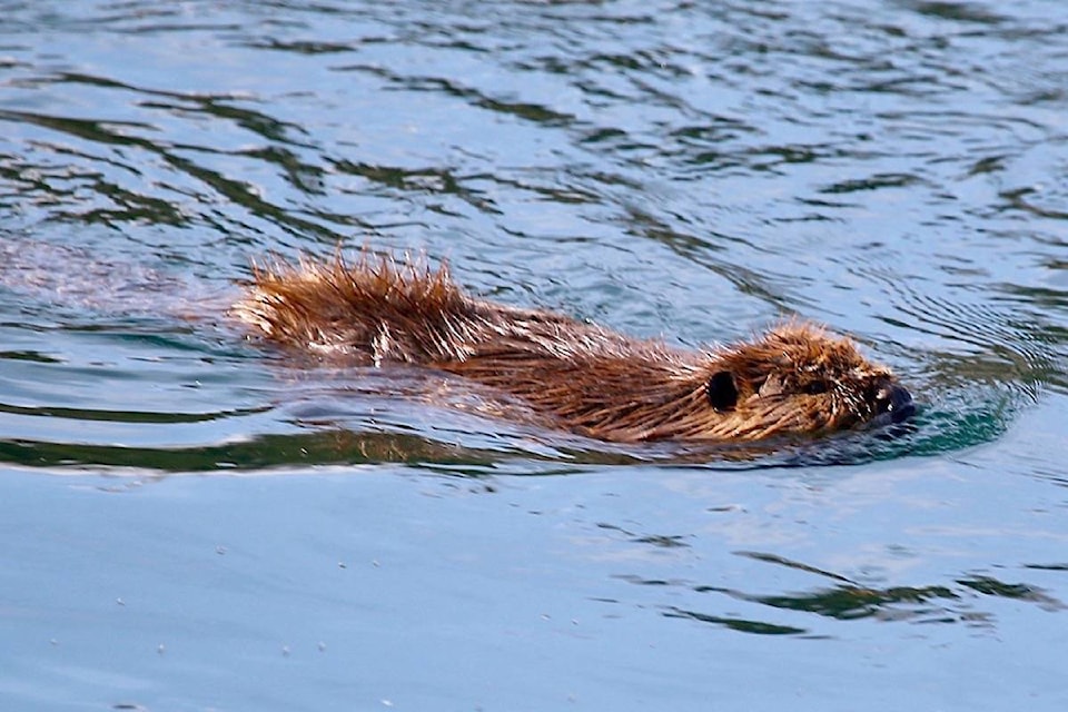 11087330_web1_copy_180321-TDT-M-beaver