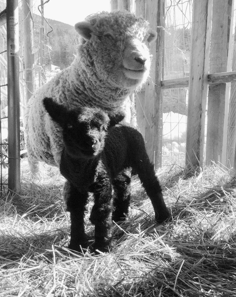 12206576_web1_180607-NAL-bw-sheep