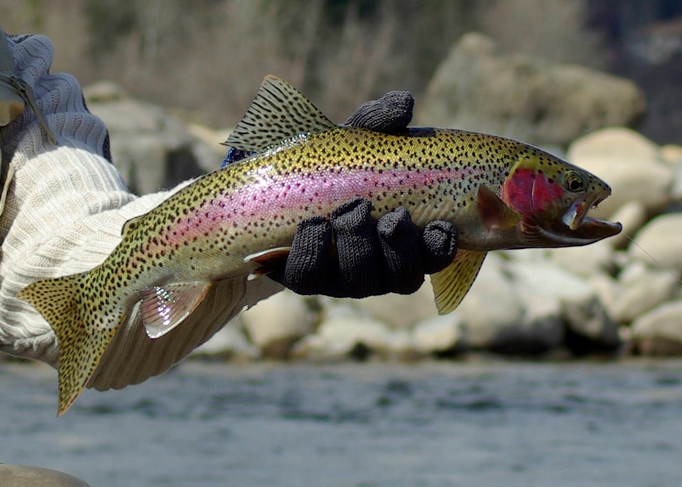 16153588_web1_40.rainbow-trout