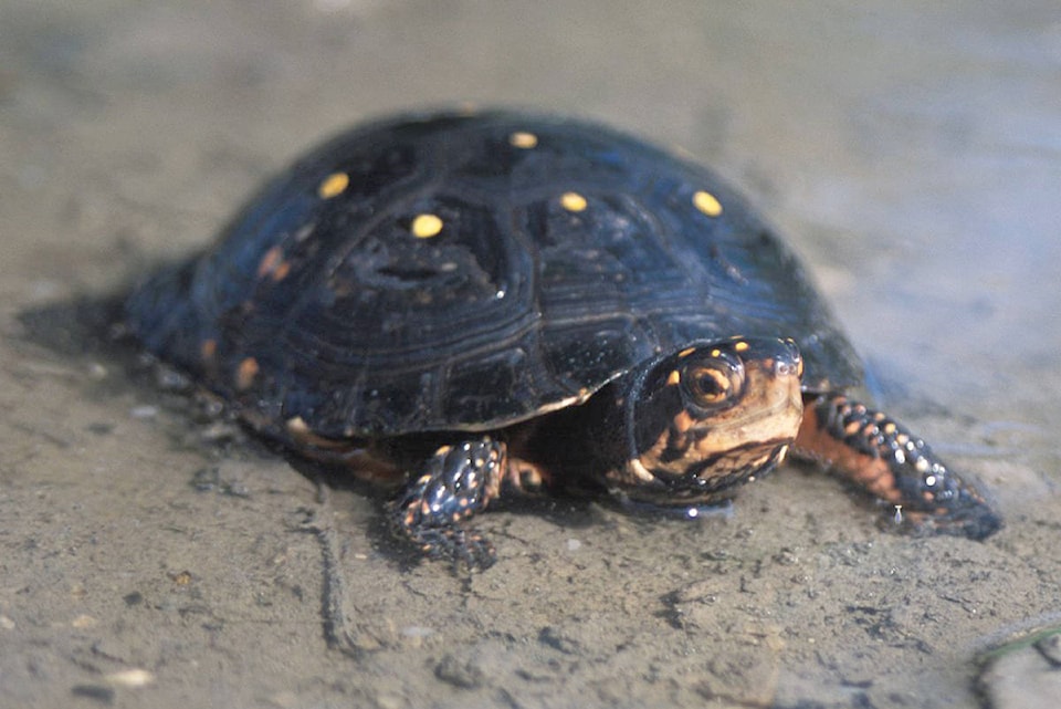 17133793_web1_1280px-Spotted_Turtle_-_Clemmys_guttata