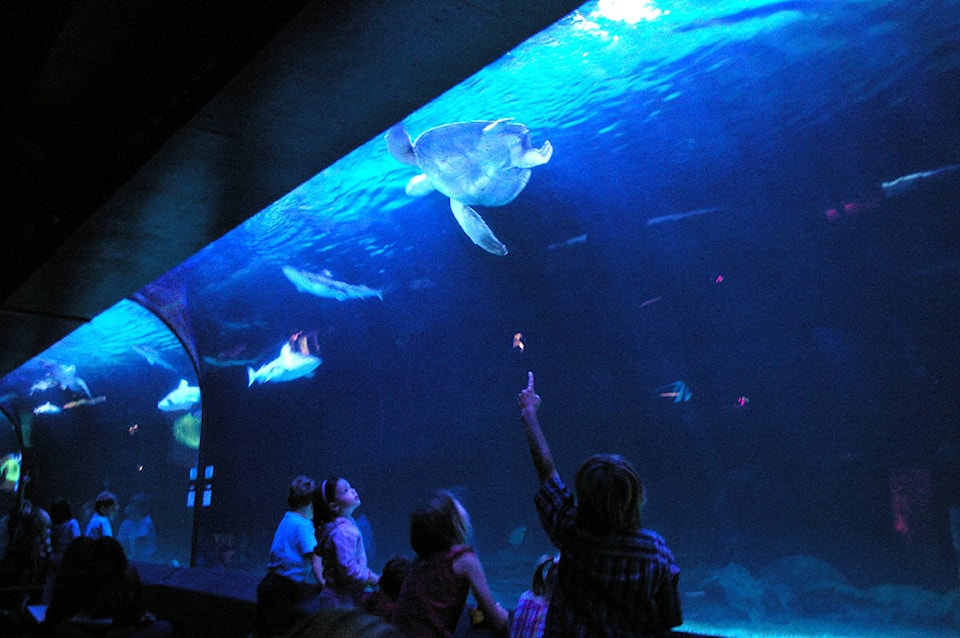17441230_web1_Aquarium_Vancouver
