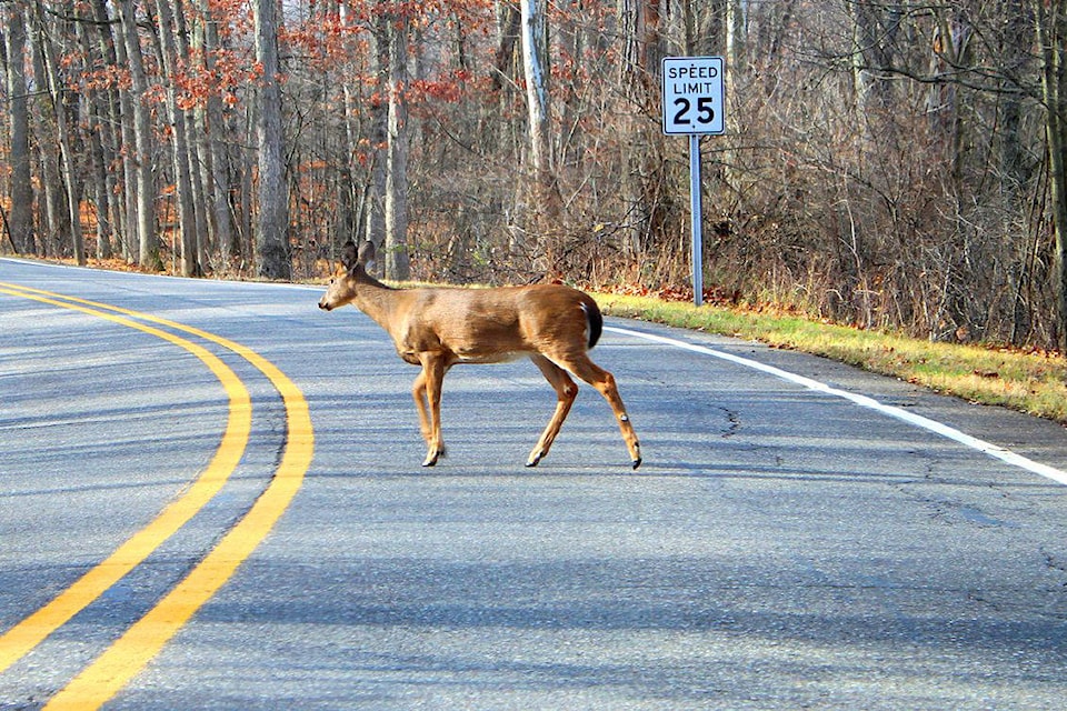 19287359_web1_deer-road-1