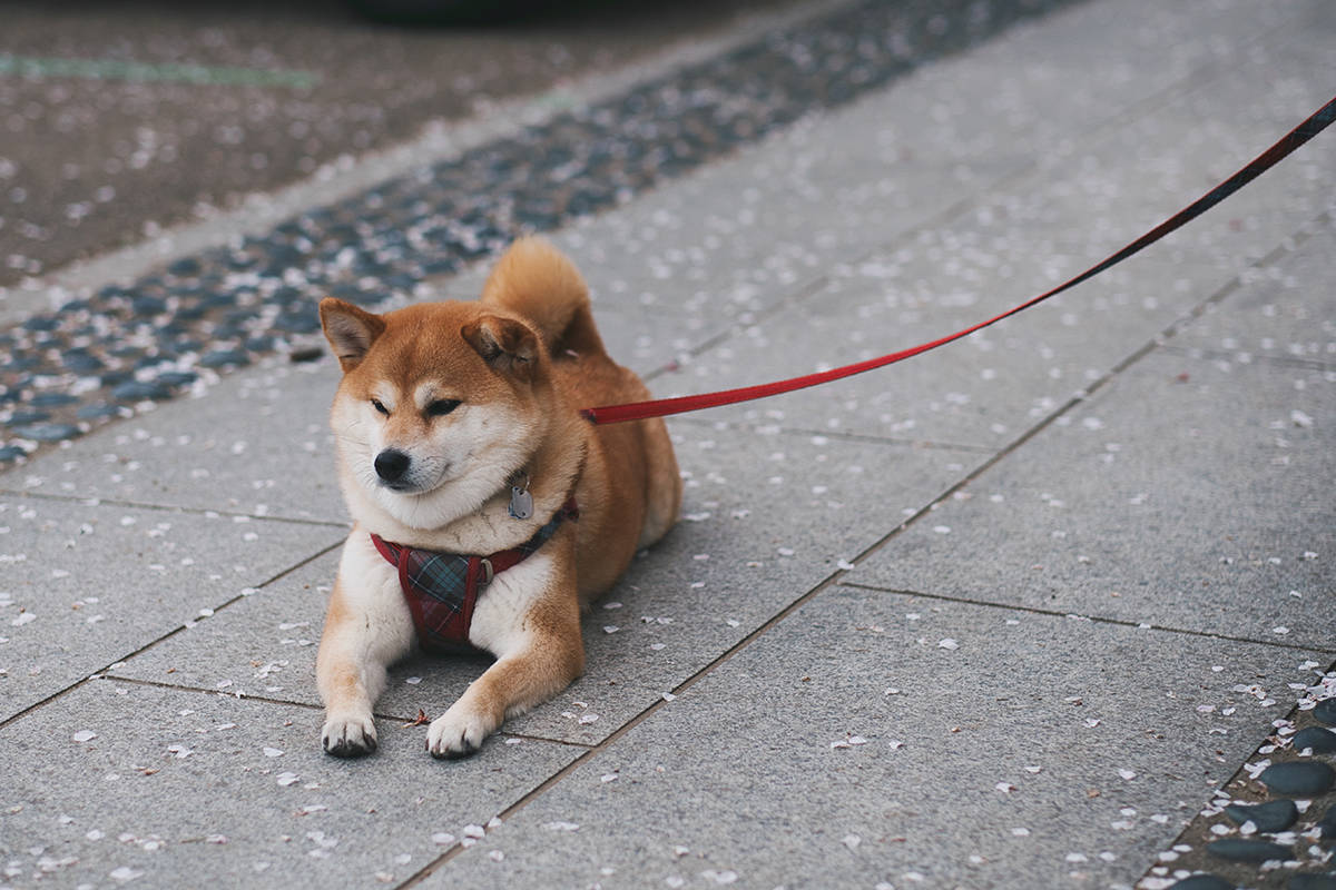 Shiba leash sales