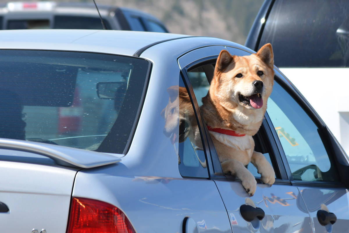 20354718_web1_180427-WLT-Dog-in-Car-Closeup