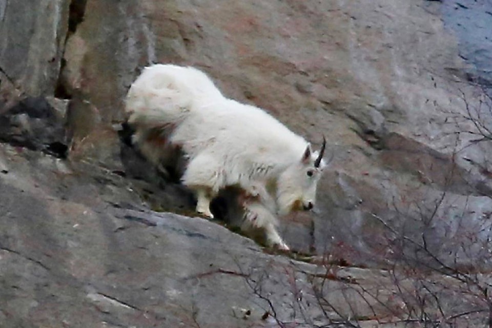 20799769_web1_200311-TDT-Goat-WEB_1