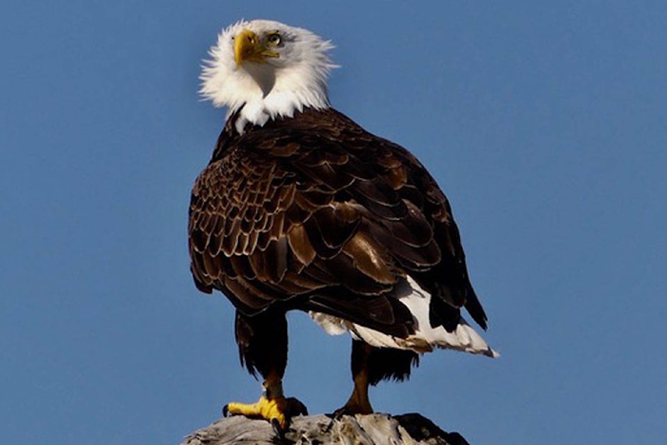 Oak Bay resident Jacques Sirois happened upon an eagle hunting a yearling seal. (Photo courtesy Jacques Sirois)