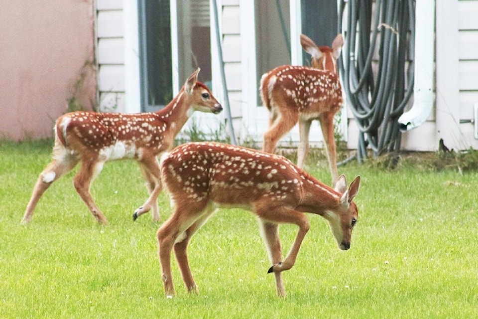 Three white-tailed deer fawns in Grand Forks, B.C. (Jensen Edwards photo)