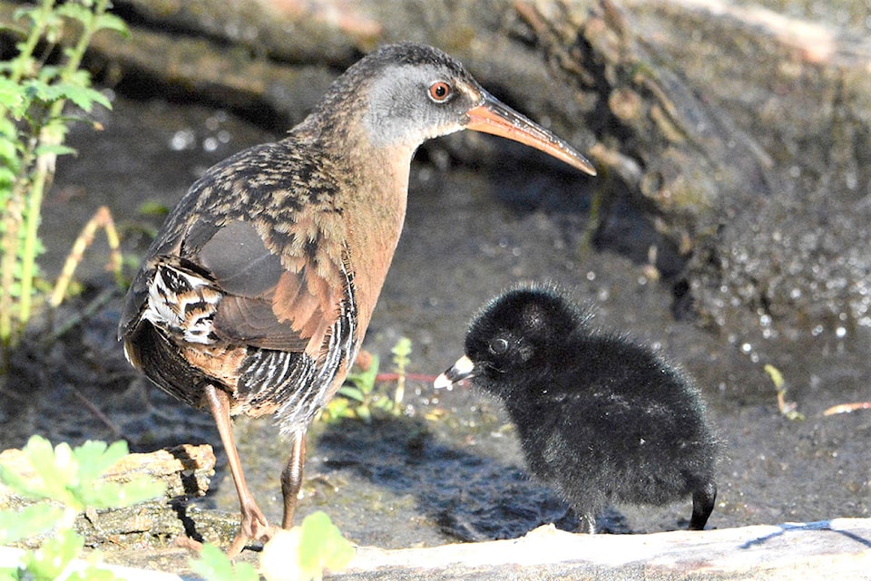 22942845_web1_201009-CDT-birds-of-the-year-part-III-1_1