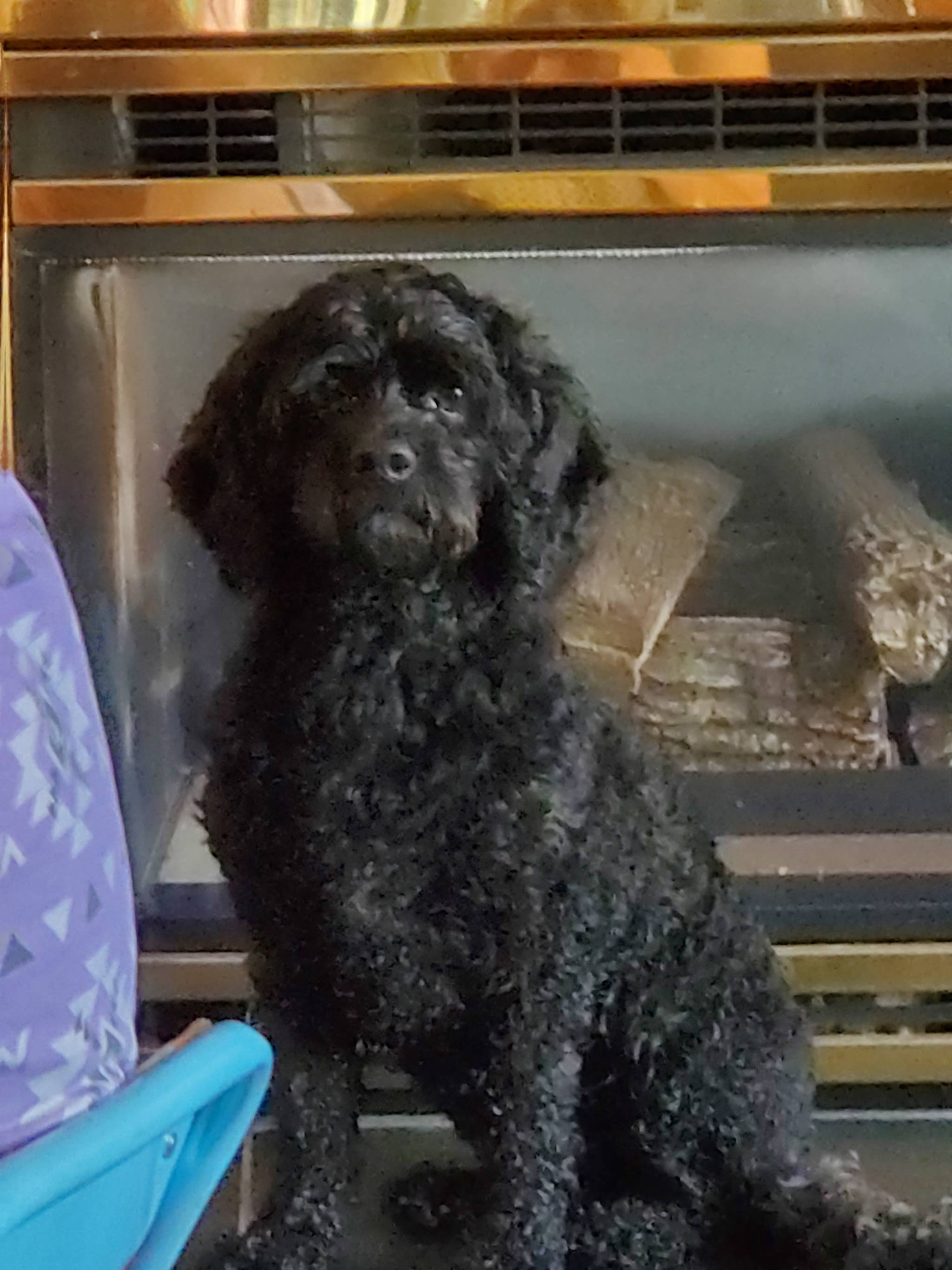 Joy Joy went missing in the Glenmerry area on Nov. 1. Photo: Teresa Cragg-Crockett
