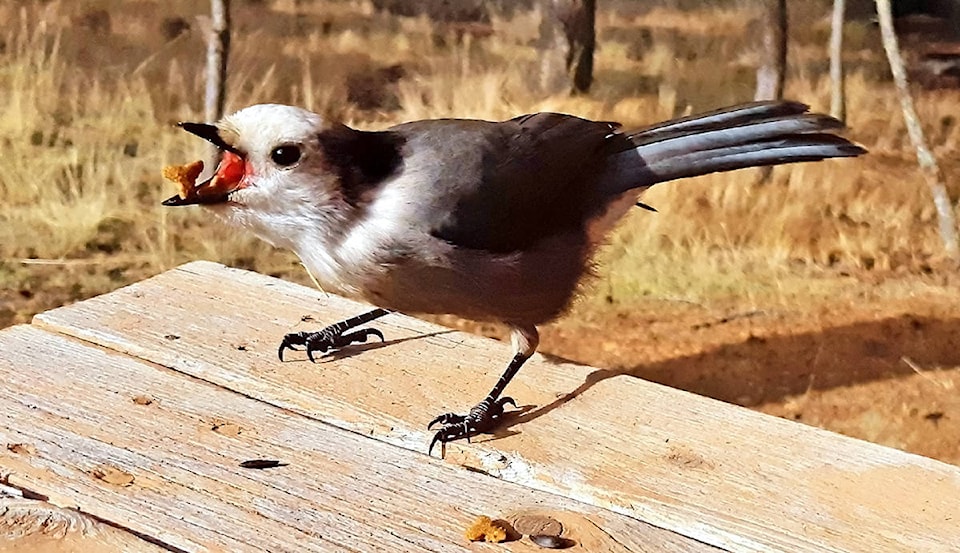 23463559_web1_copy_201203-CDT-birds-of-the-year-part-VI-1_1