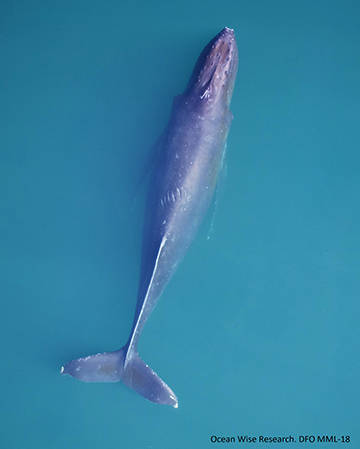 23920491_web1_210121-PRU-Marine-Mammal-Desk-whale_3