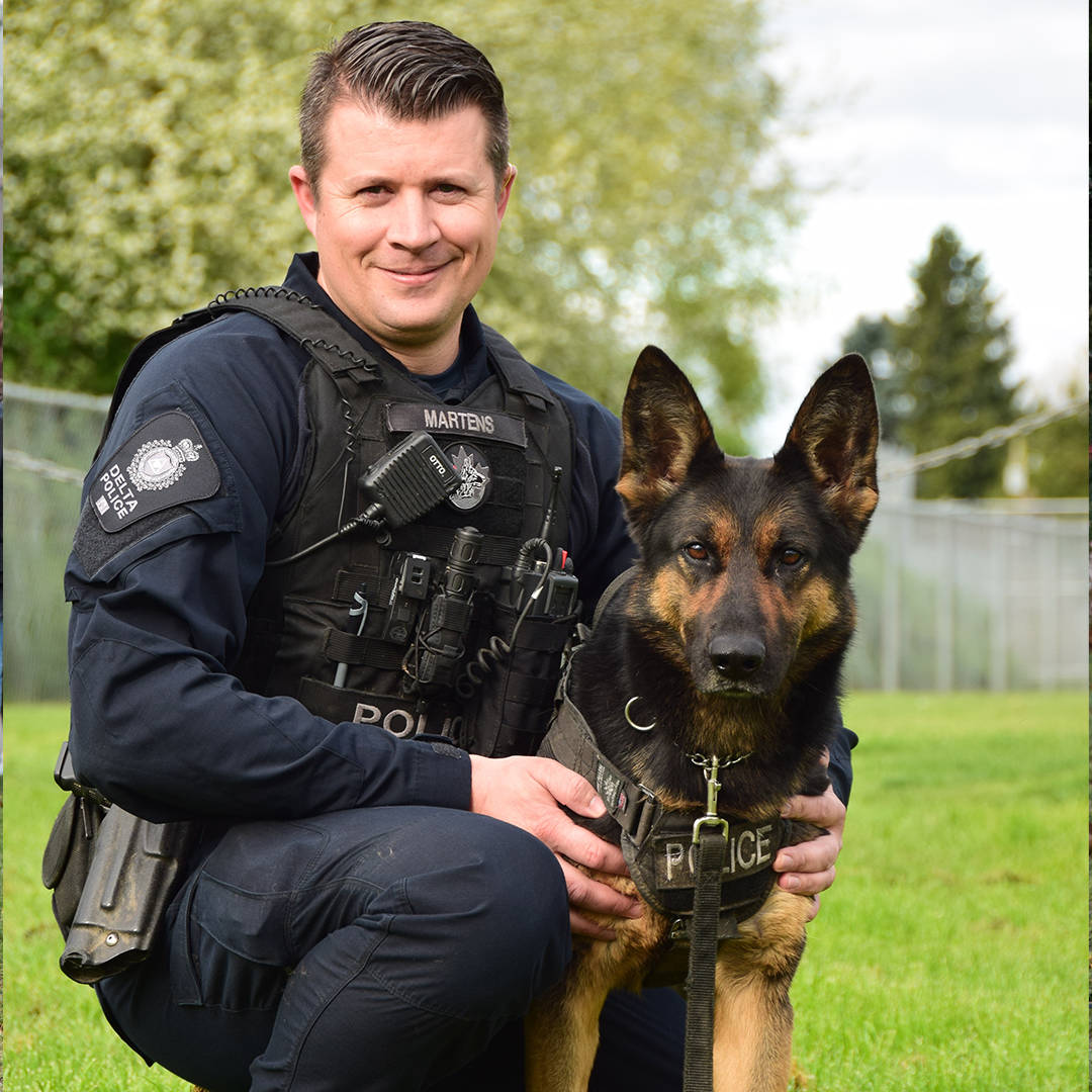 German shepherd like police hot sale dog