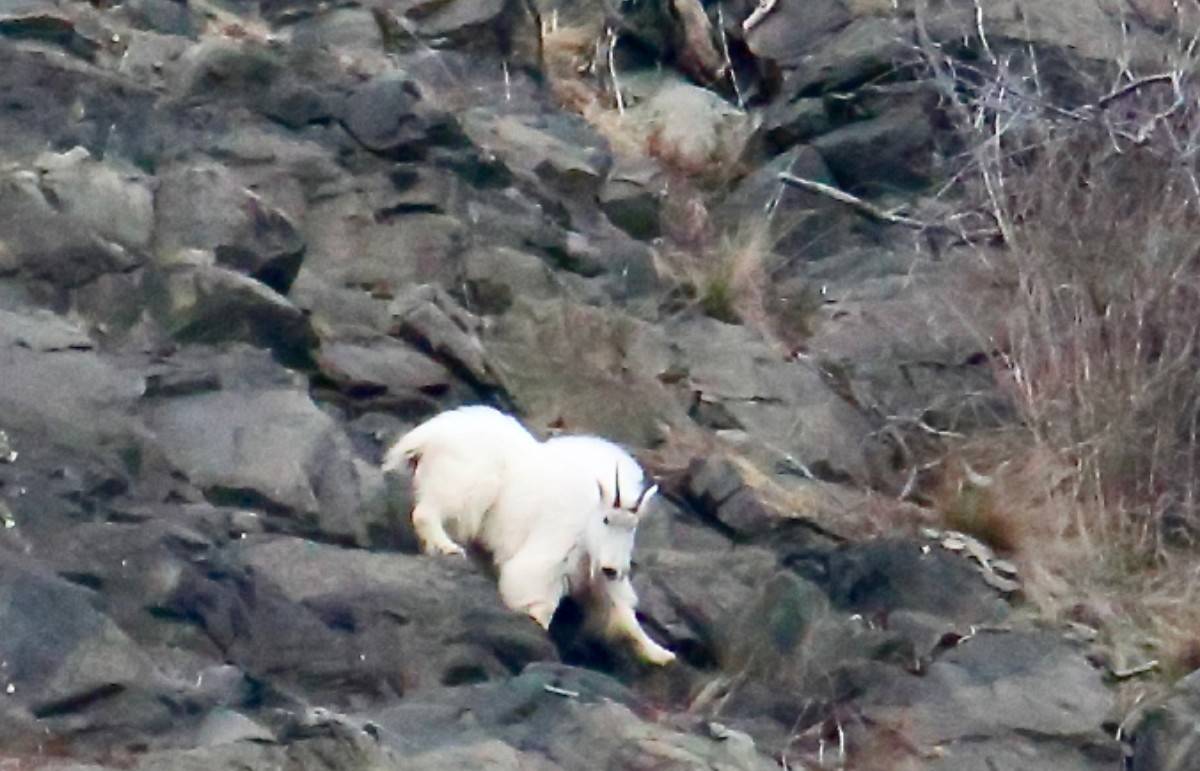 In this frame, it looks like the goat is trying to put on the brakes, Ron Wilson points out. Photos: Ron Wilson