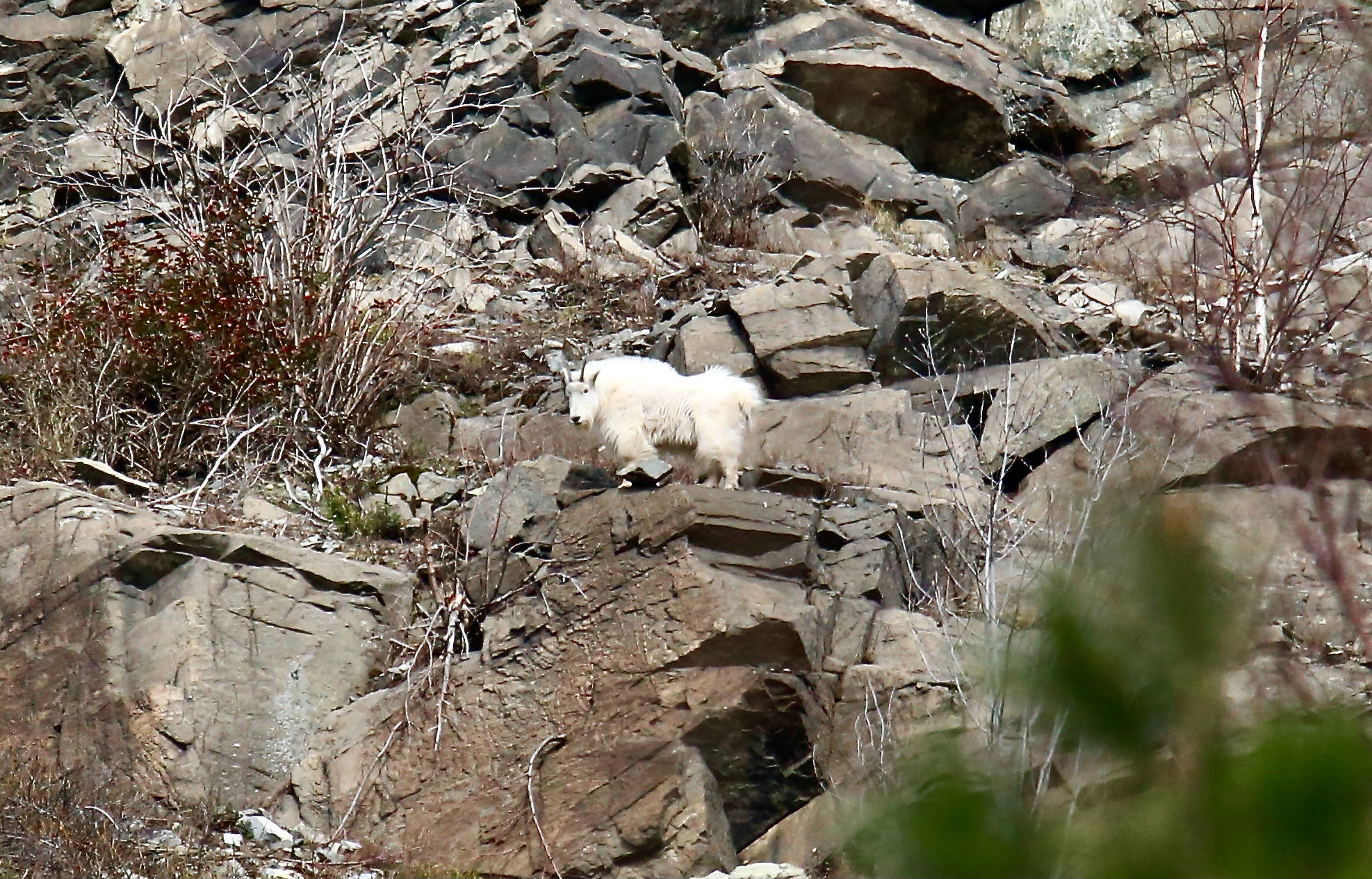 24756868_web1_210408-TDT-Mountain-goat_1