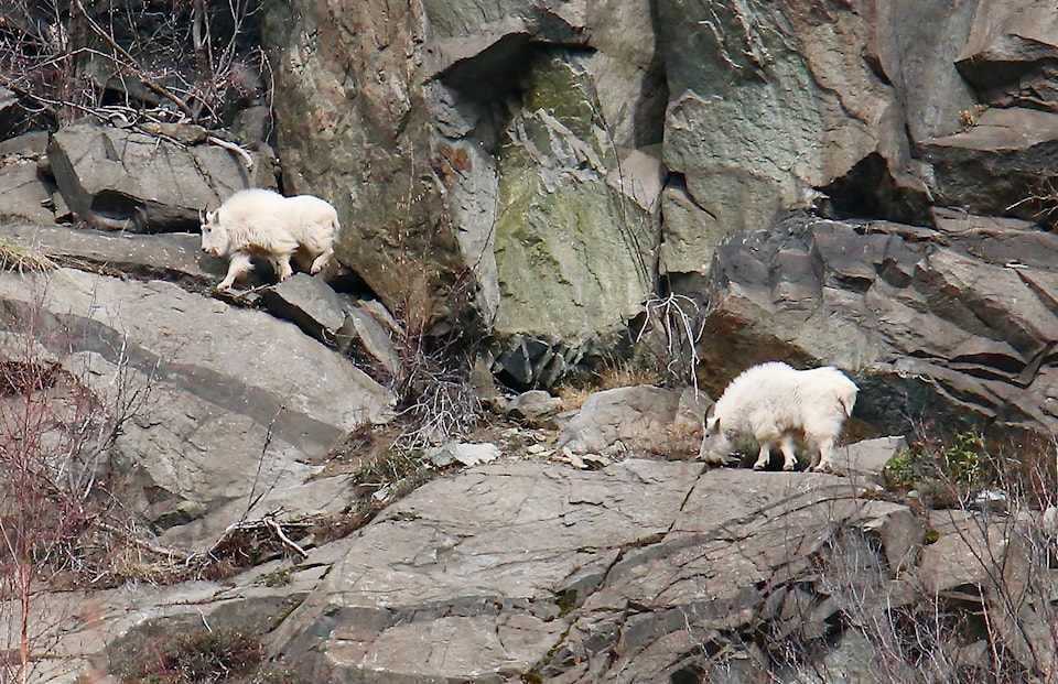 24756868_web1_copy_210408-TDT-Mountain-goat_3