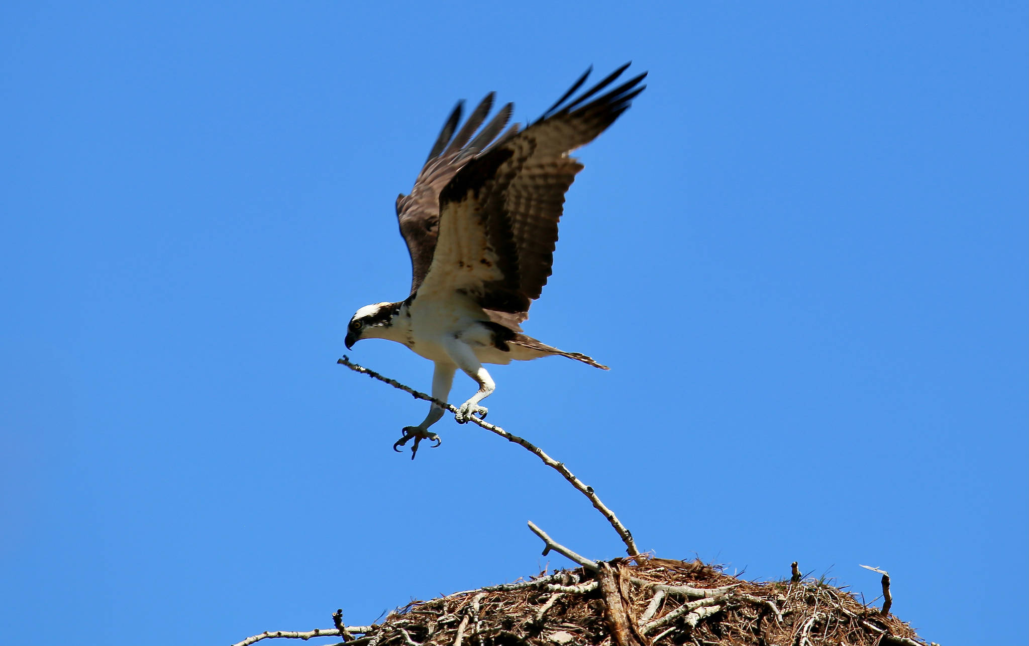 25037421_web1_210504-TDT-Front-osprey_1