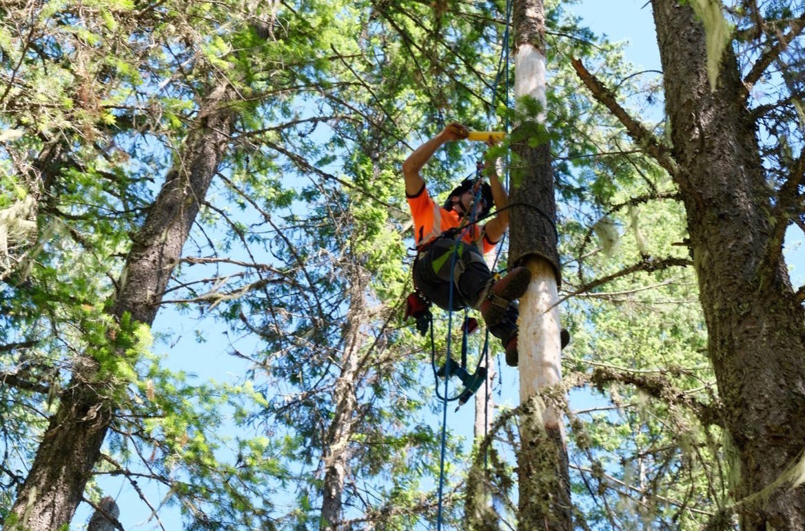 Arborist Dylan Neilson installs BrandenBark, a synthetic bark that simulates bat habitat. Photo: Bill Metcalfe
