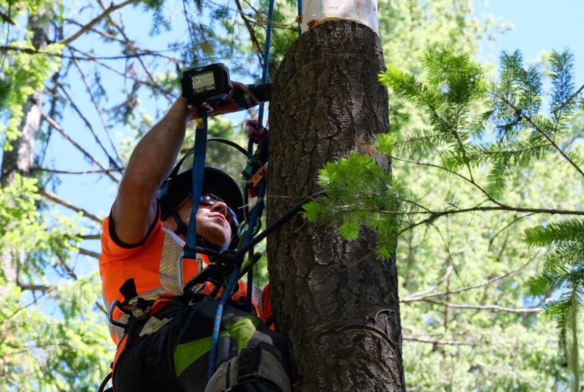 Arborist Dylan Neilson installs BrandenBark, a synthetic bark that simulates bat habitat. Photo: Bill Metcalfe