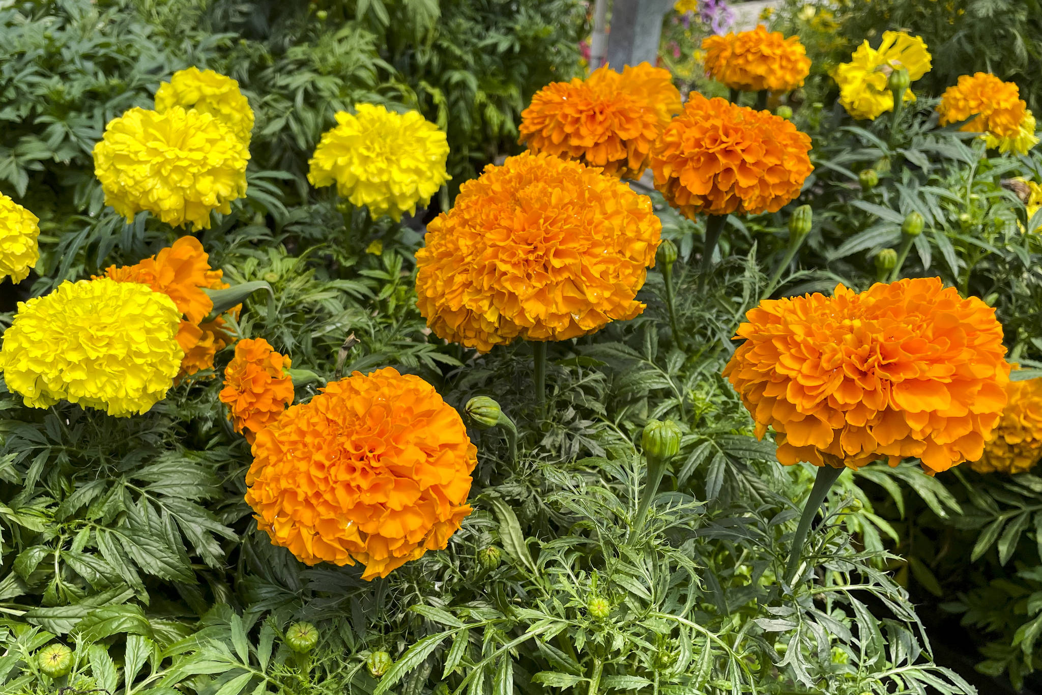 Marigolds add a pop of colour that can also help to deter pests. (Photo by Kelsey Yates)