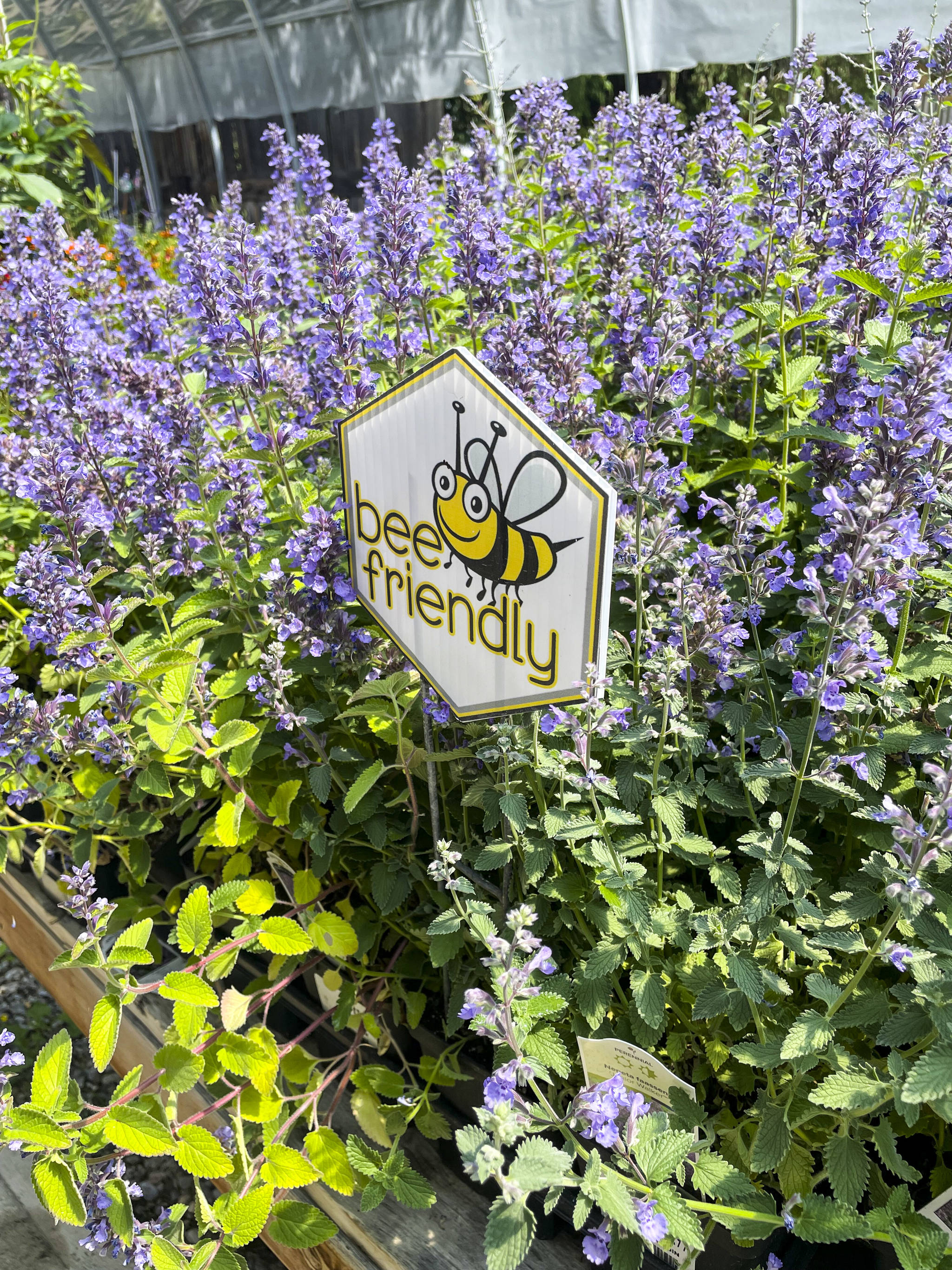 Salvia (also known as common sage) is a great choice for attracting honey bees to your garden. (Photo by Kelsey Yates)