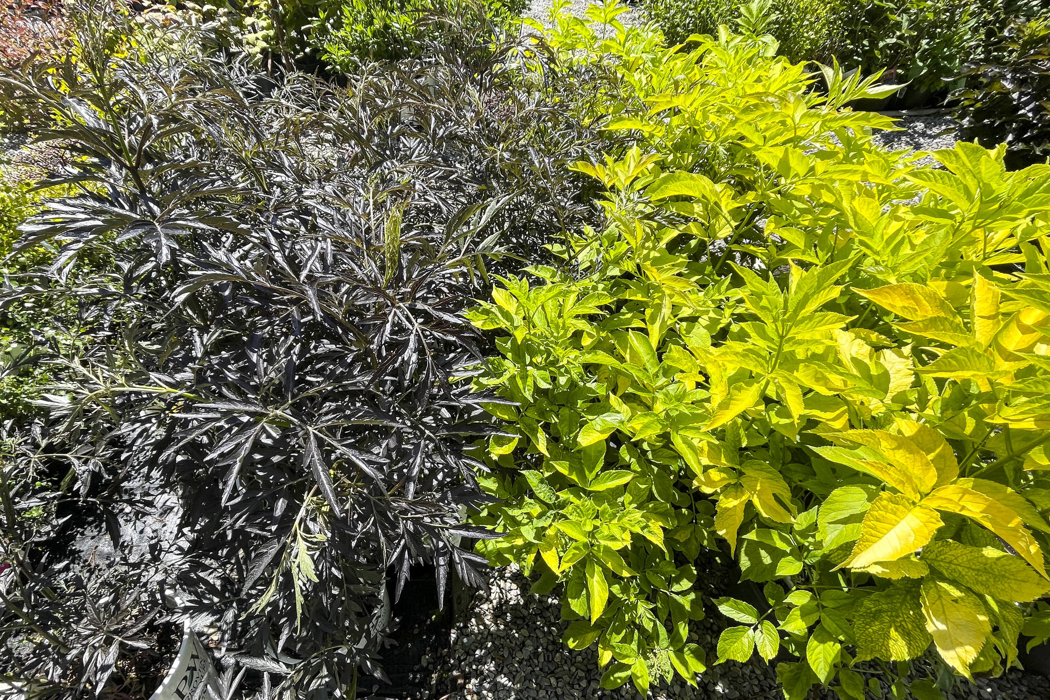 Elderberry comes in different colours with feathery leaves that can add texture interest to your garden. (Photo by Kelsey Yates)