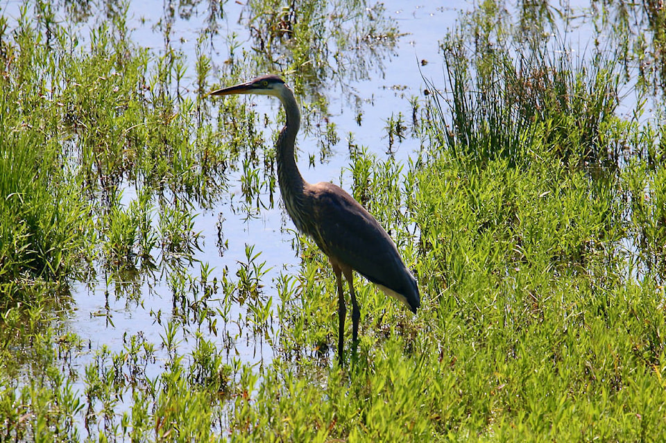 26155209_web1_210817-TDT-Blue-Heron_1