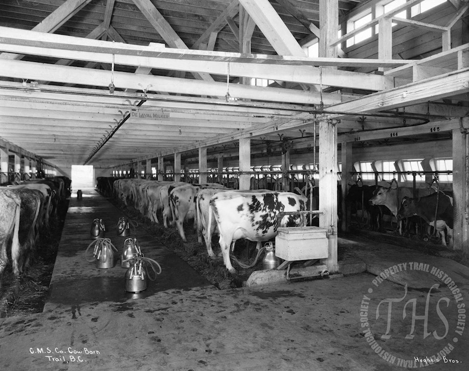 28447477_web1_copy_220315-TDT-Warfield-cows_1