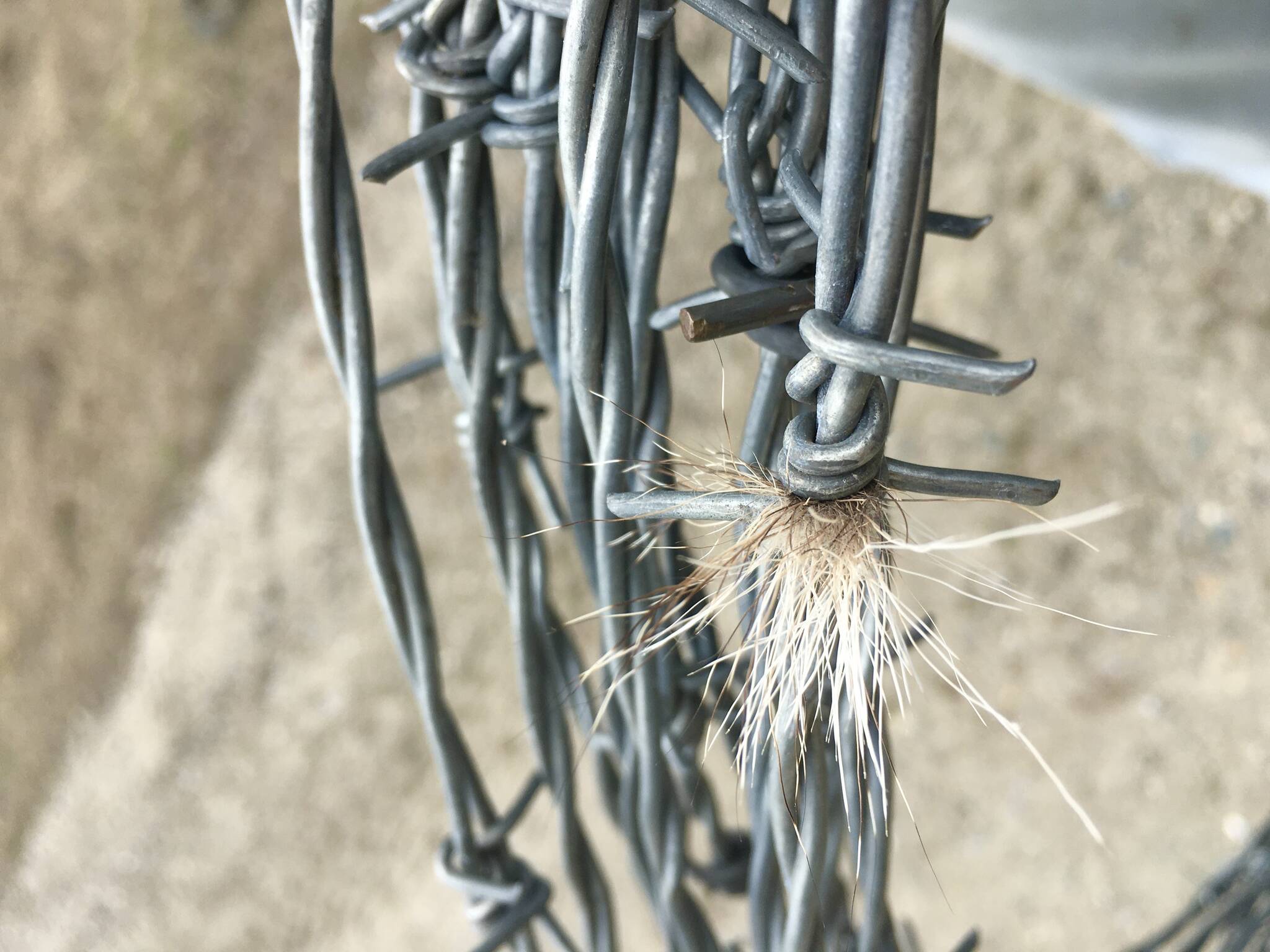 TWA photo showing animal fur entangled in barbed wire fencing.