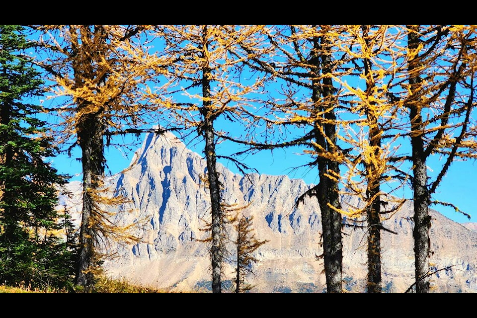 A view of the mountain range through larches on Jumbo Pass. Photo: Brenda Haley