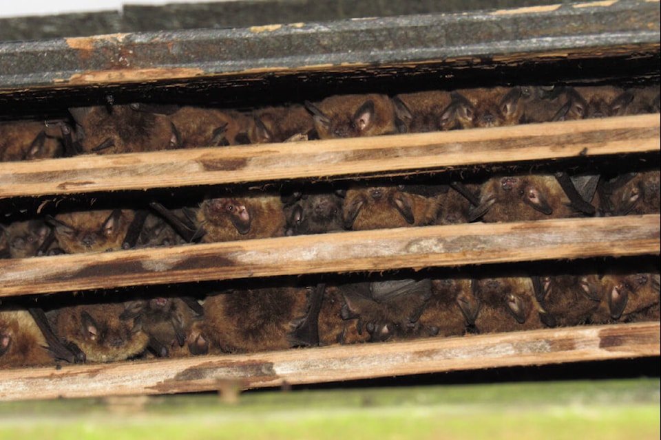 Bat boxes can provide a secure roost site for bats if properly installed and maintained. Photo: Sunshine Coast Wildlife Project