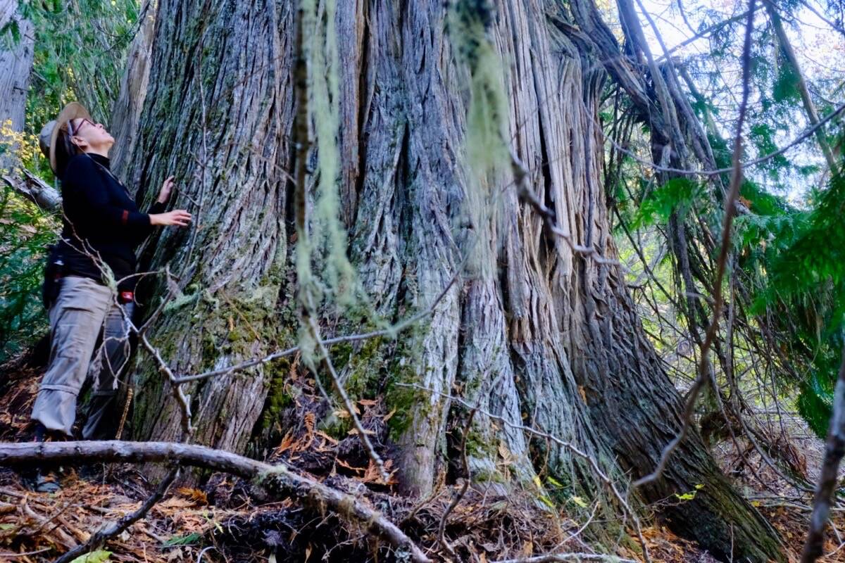 Biologist Rosie Wijenberg and a western red cedar near Russell Creek. Photo: Bill Metcalfe