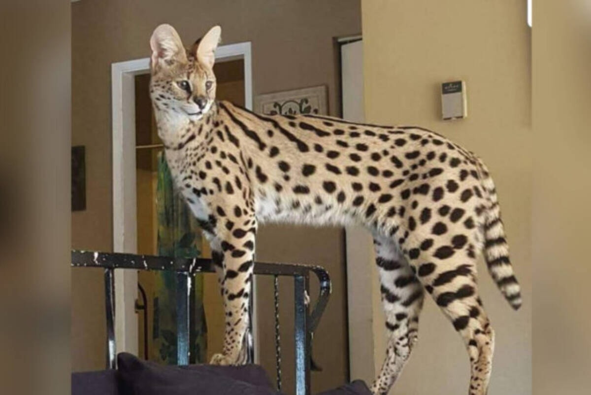 Serval cat 2024 breeders near me