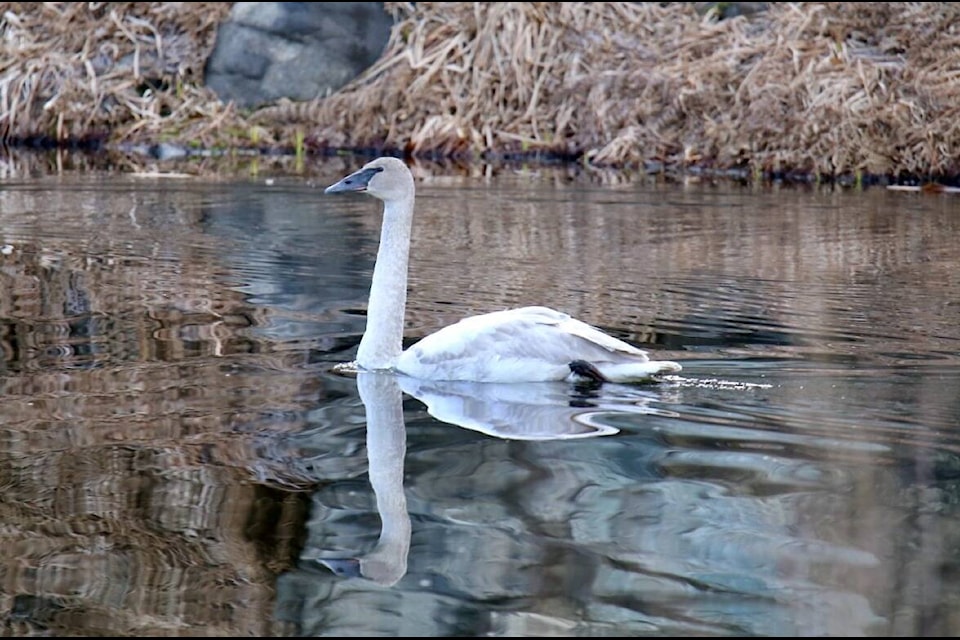 Ron Wilson shares this tranquil image of a swan paddling in the marsh near Oasis. Photo: Ron Wilson